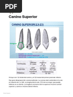 Canino Inferior Descripción | PDF | Odontología | Ramas de Odontología