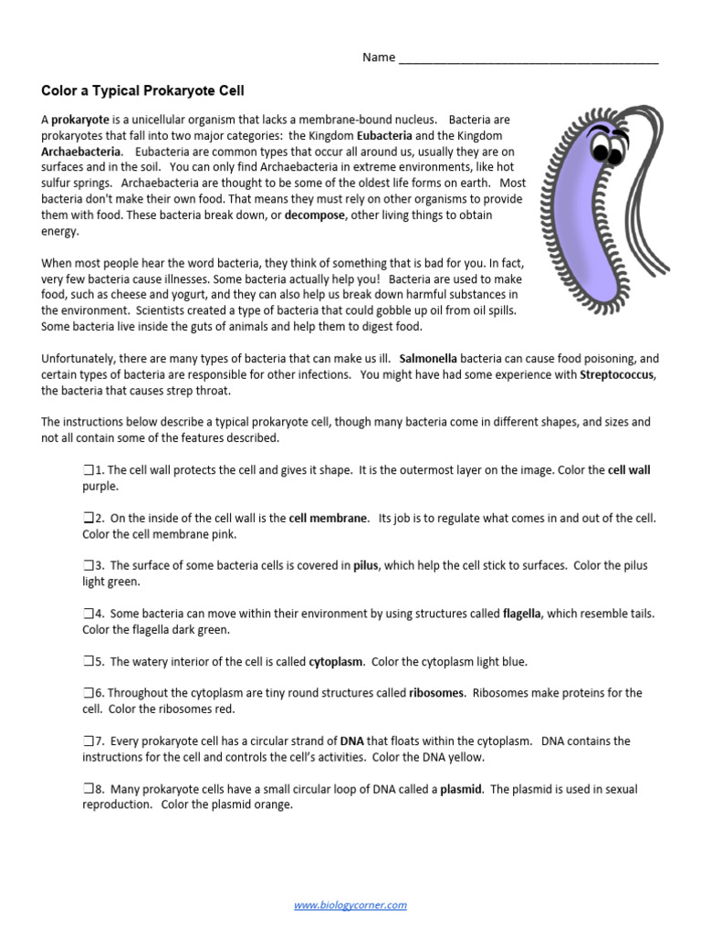 Prokaryote Cell Coloring Guide PDF Cell (Biology) Bacteria
