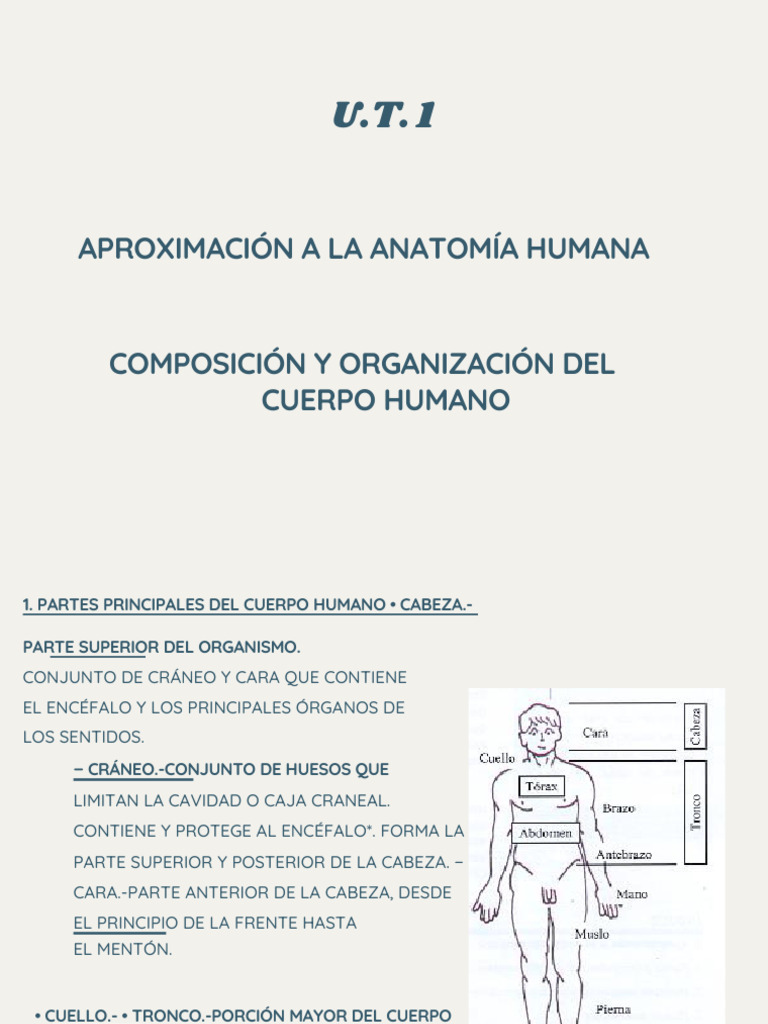 Organización Del Cuerpo Humano | PDF | Tejido conectivo | Músculo