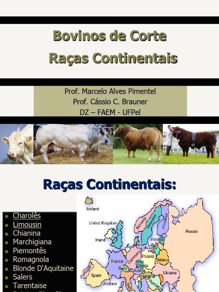 Raças de Bovinos de Corte: Características e Origem | PDF | Gado | Músculo