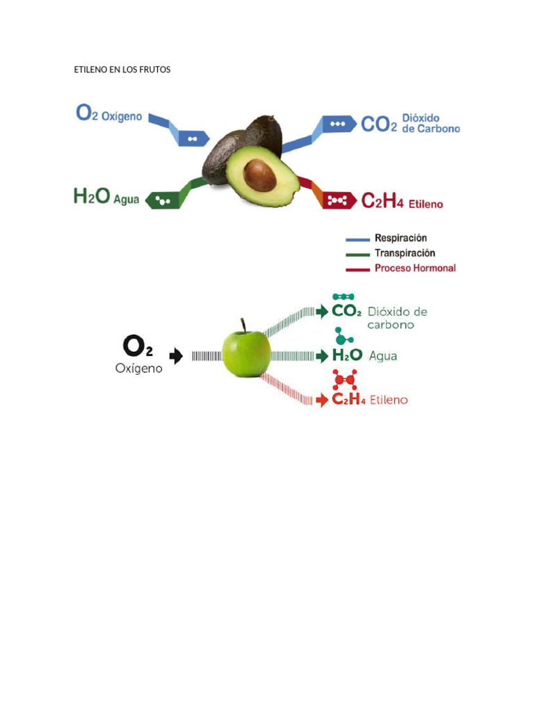 Efectos del etileno en los frutos | PDF