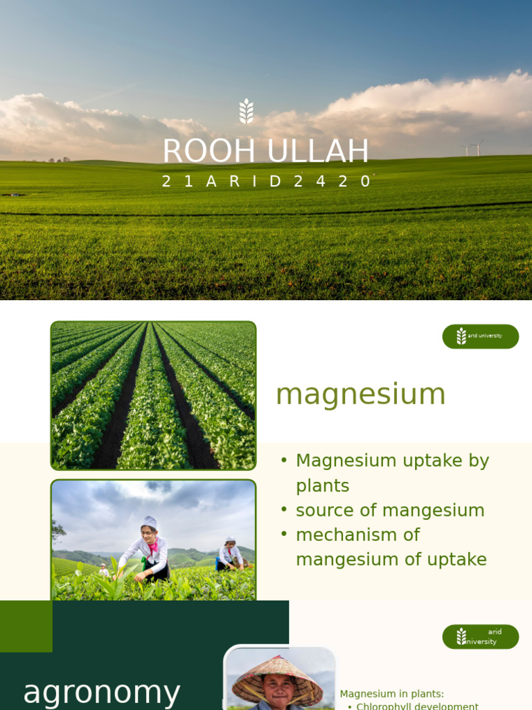 Rooh Ullah - 20240611 - 022519 - 0000 | PDF