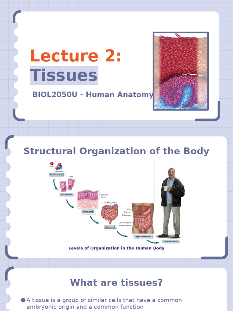 Understanding Human Tissue Types | PDF | Epithelium | Tissue (Biology)