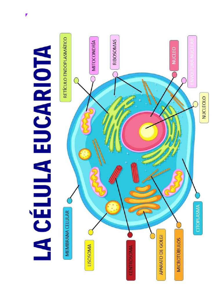Estructura y funciones de la célula eucariota | PDF | Biología Celular ...