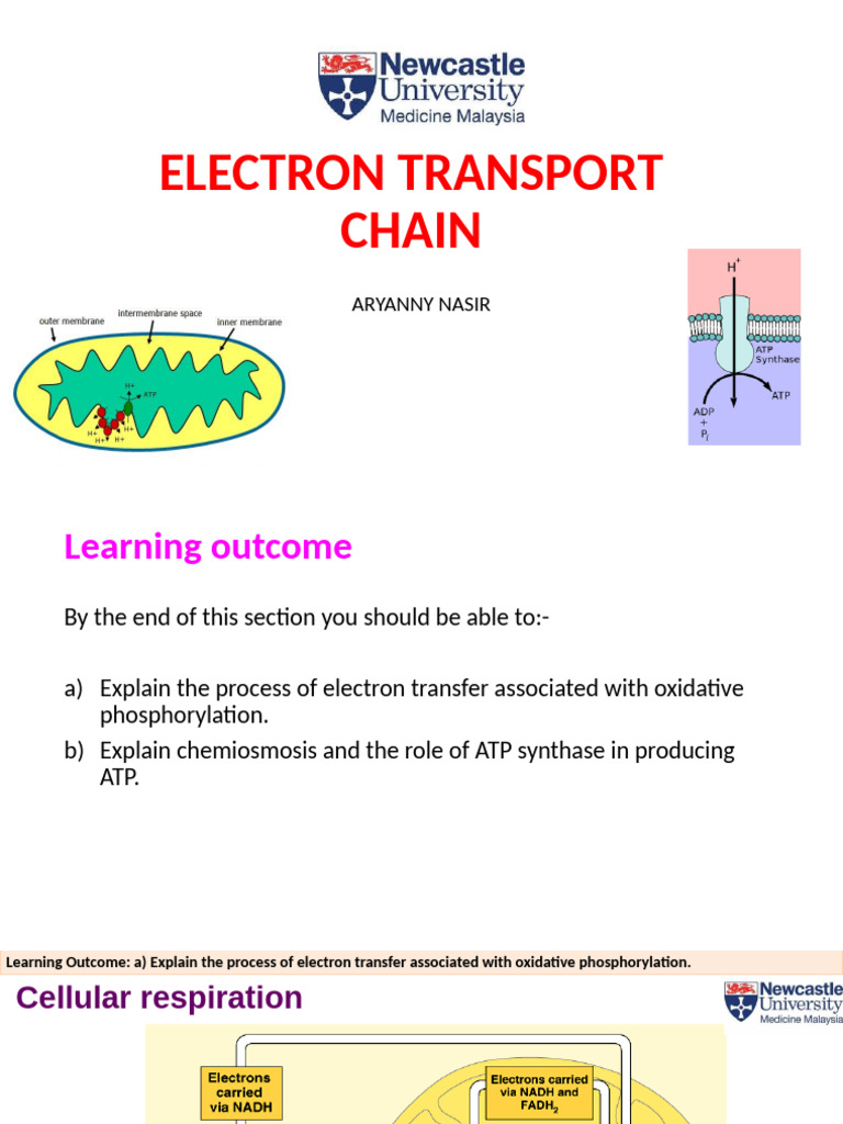 Electron+Transport+Chain+Updated+031219 | PDF | Electron Transport ...