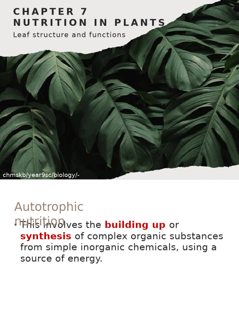 Plant Nutrition and Photosynthesis Explained | PDF | Leaf | Stoma