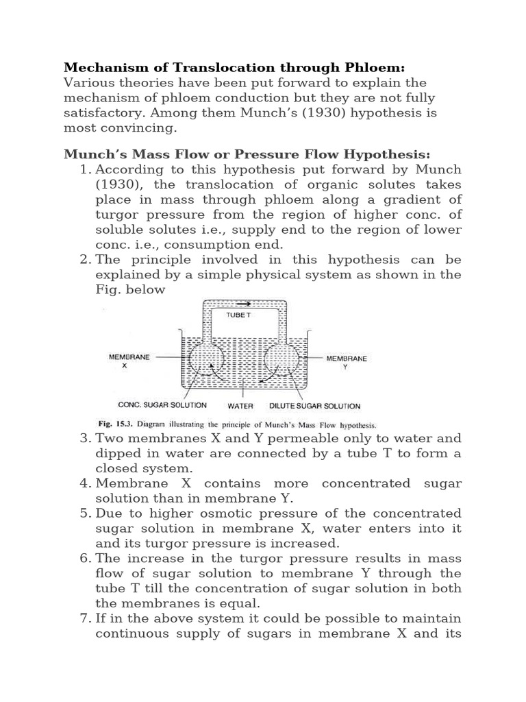 Munch's Mass Flow Hypothesis Explained | PDF | Botany | Plant Physiology