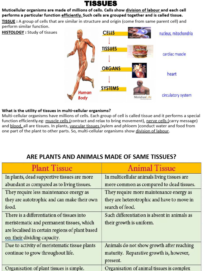 Understanding Plant and Animal Tissues | PDF | Epithelium | Tissue ...