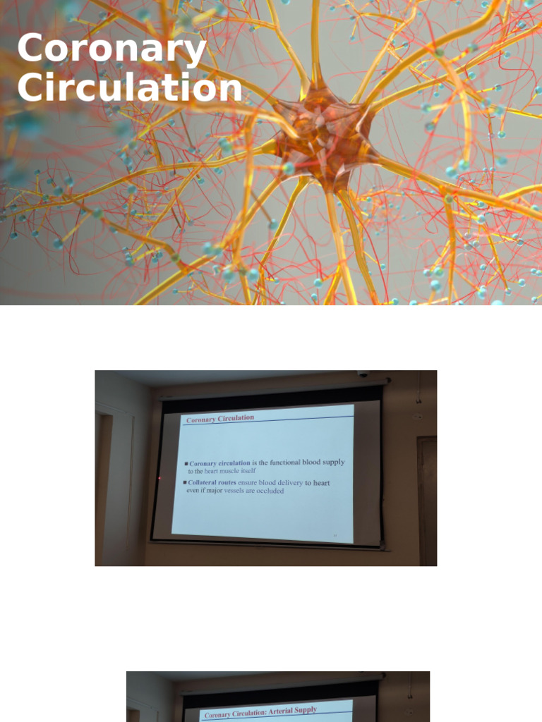Coronary Circulation | PDF