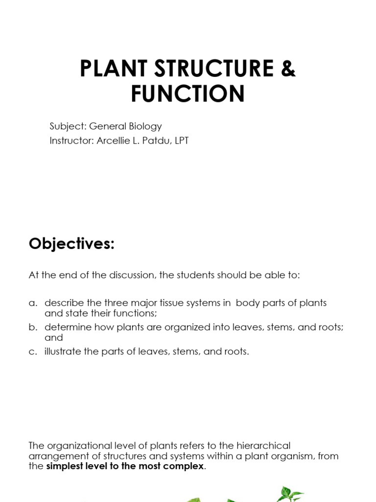 Plant Structure and Function Overview | PDF | Leaf | Flowers