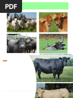 Bovine Breed Codes List | PDF | Livestock | Mammal Breeds