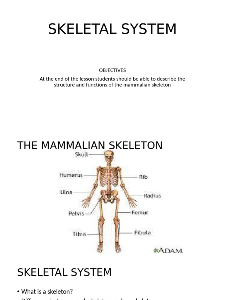 Overview of the Mammalian Skeleton | PDF | Vertebra | Vertebral Column