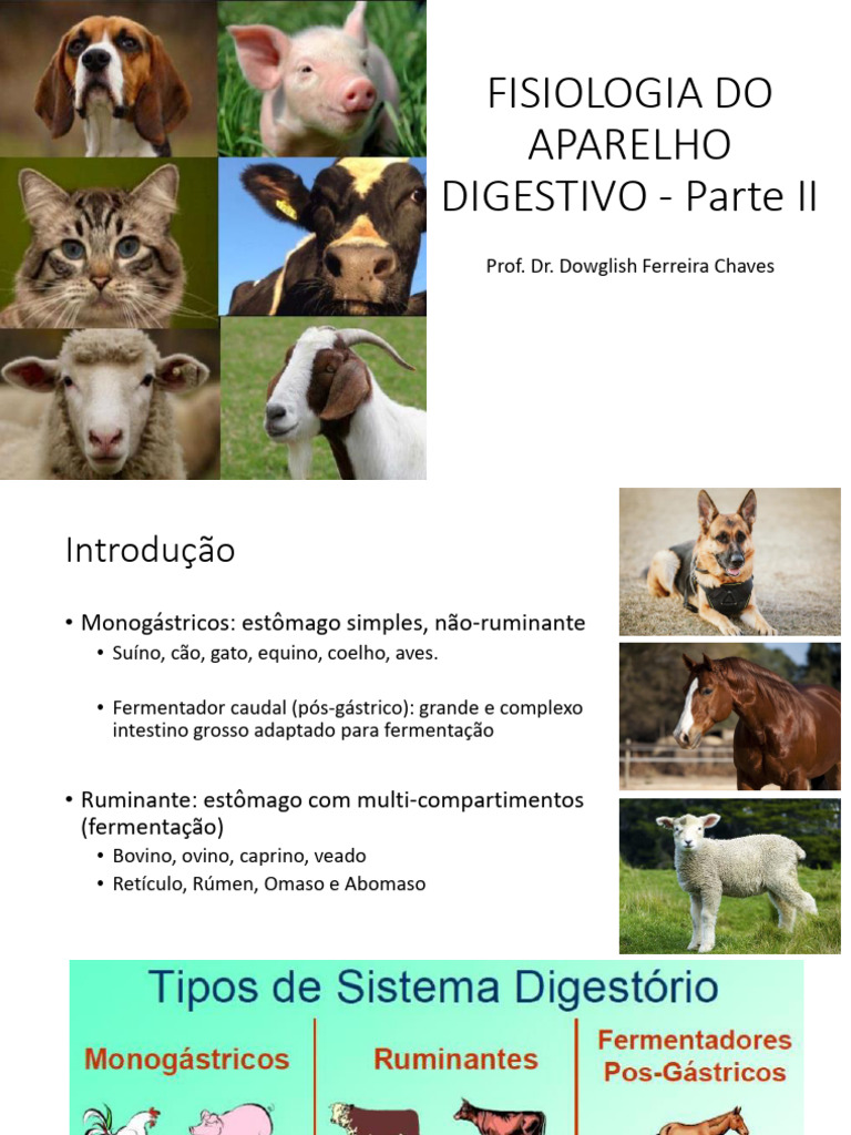 Fisiologia do Aparelho Digestivo: Monogástricos e Ruminantes | PDF ...