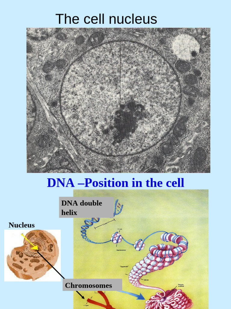 1 DNA Structure, Replication | PDF | Dna | Nucleotides