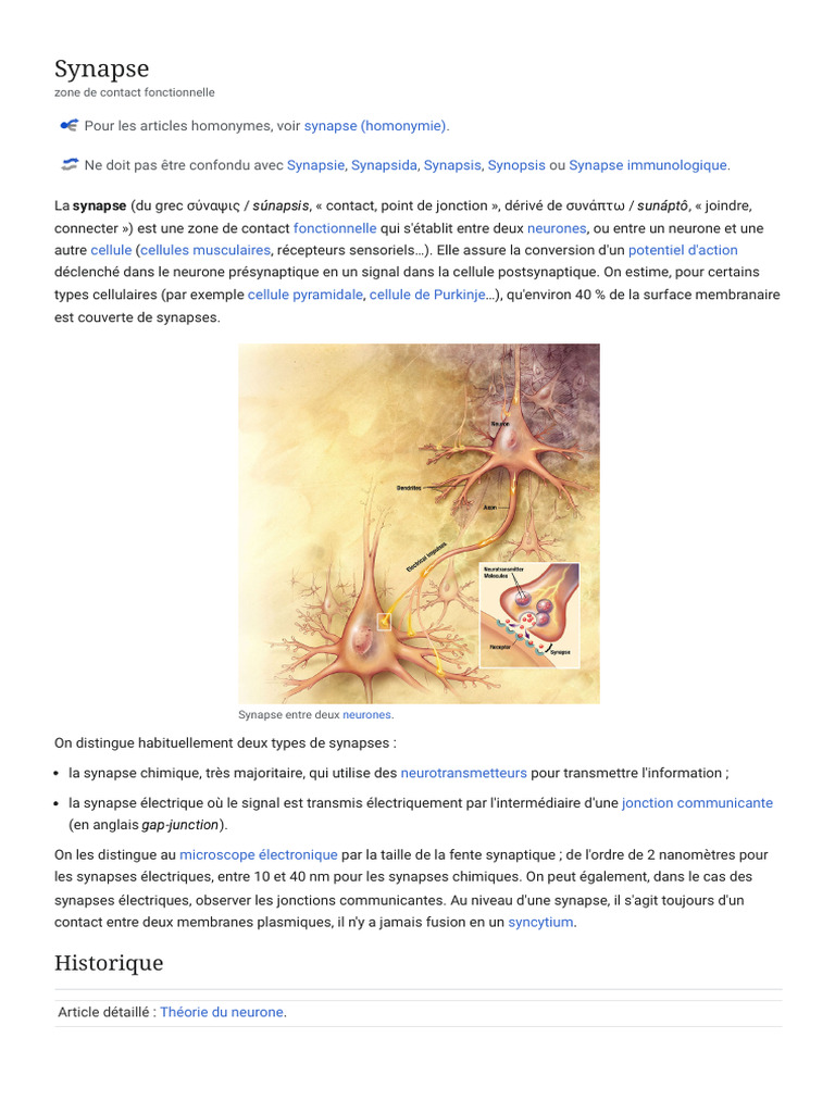 Comprendre la synapse et ses types | PDF | Synapse | Neurone