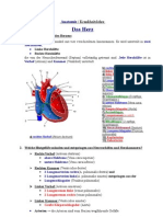 Anatomie- Das Herz