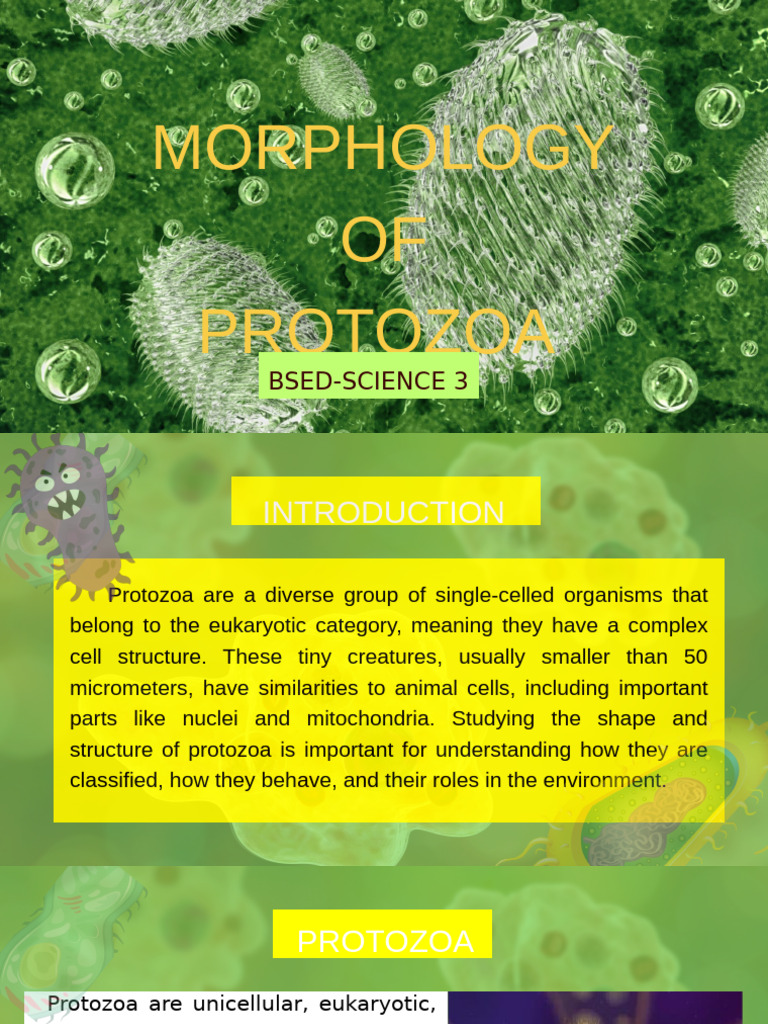 Morphology of Protozoa Explained | PDF | Protozoa | Cell (Biology)