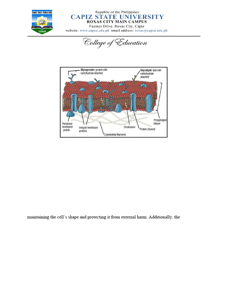 ORGANELLES | PDF | Endoplasmic Reticulum | Cell (Biology)