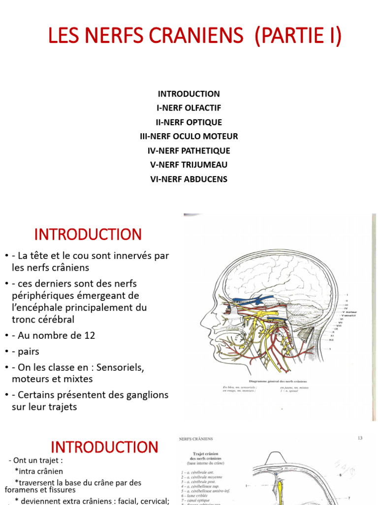 Trajet des nerfs crâniens et VIII | PDF | Tête et cou chez l'humain ...