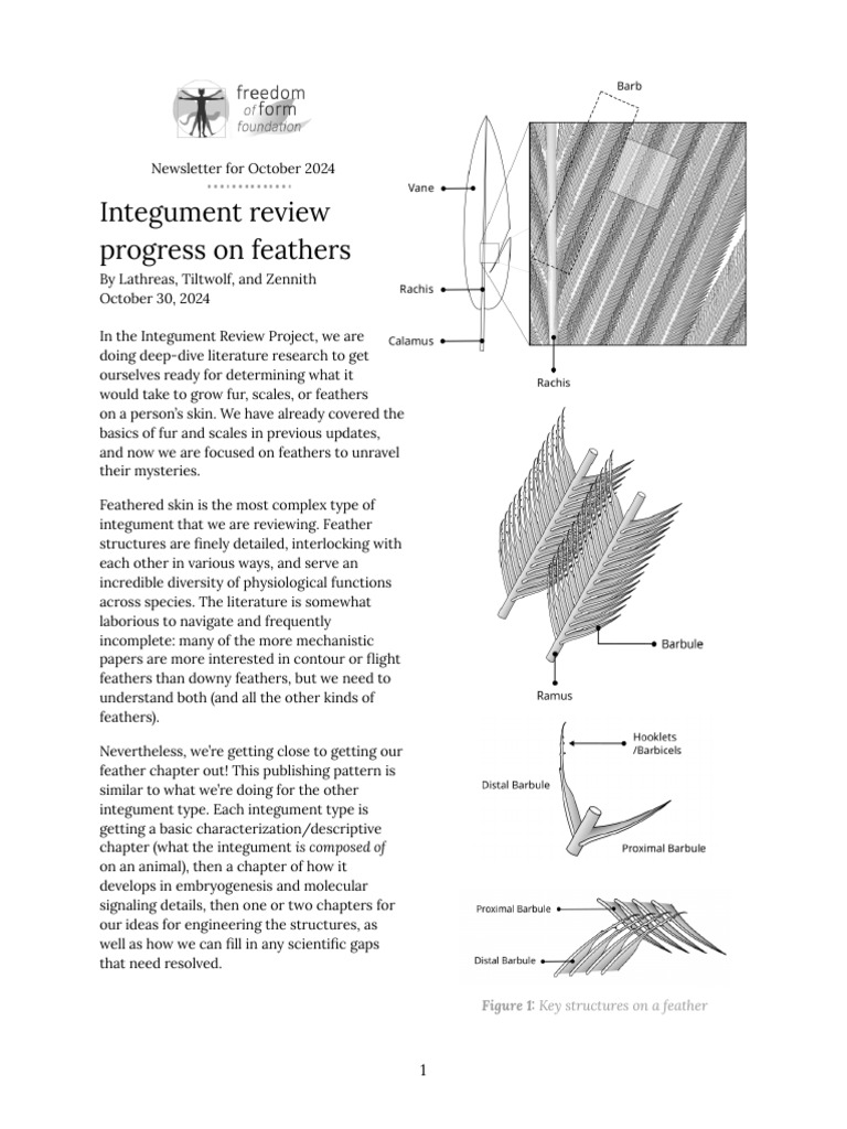 October 2024 Feather Research Update | PDF | Feather | Proteins
