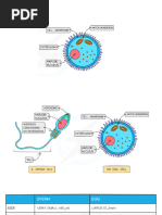 Female Reproductive System Worksheet - Answers | PDF