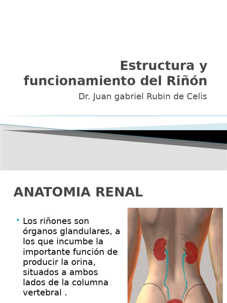 Estructura y Funcionamiento Del Riñón | PDF | Riñón | Capilar