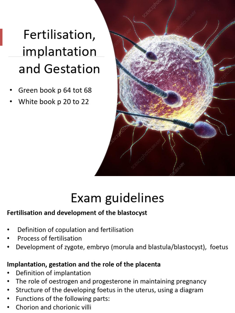 Fertilisation, Implantation, and Gestation | PDF | Fertilisation | Placenta