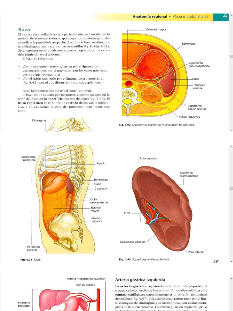 Bazo Imagenes | PDF
