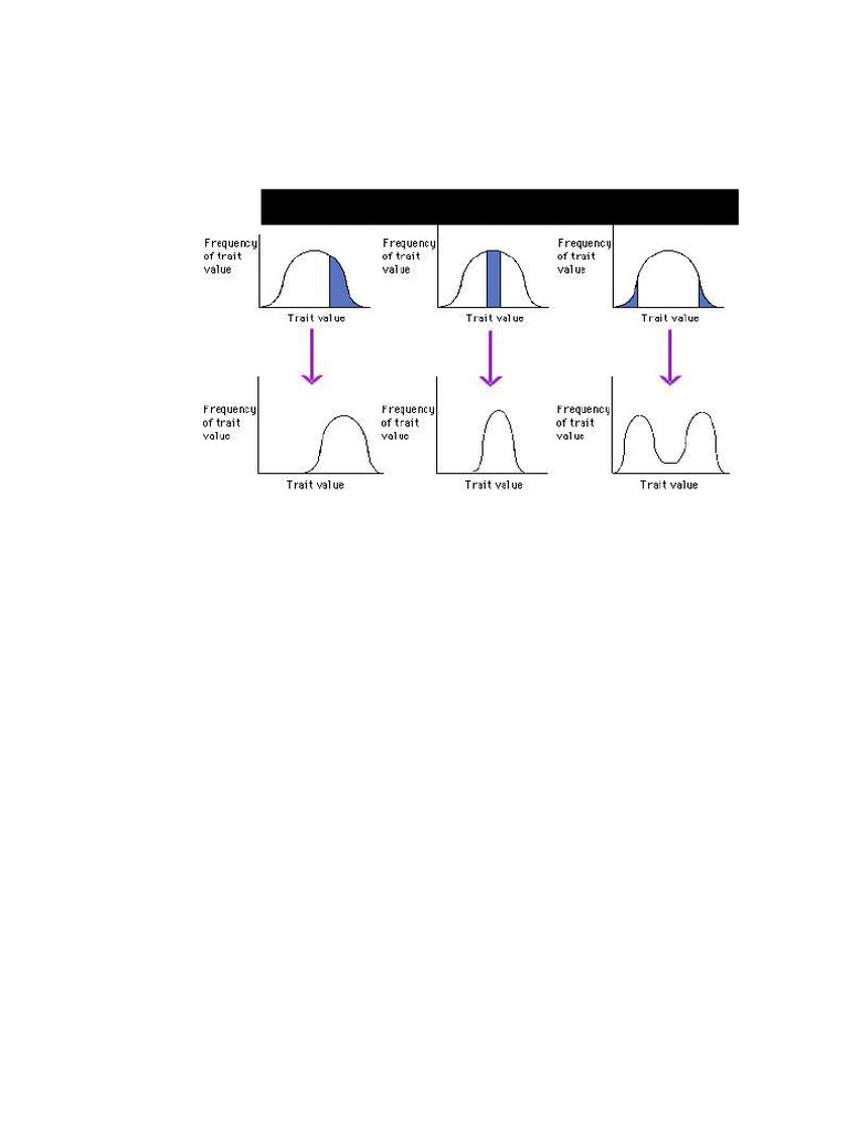 Tutorial+TOPIC+2+Variation+26+Diversity | PDF | Natural Selection ...