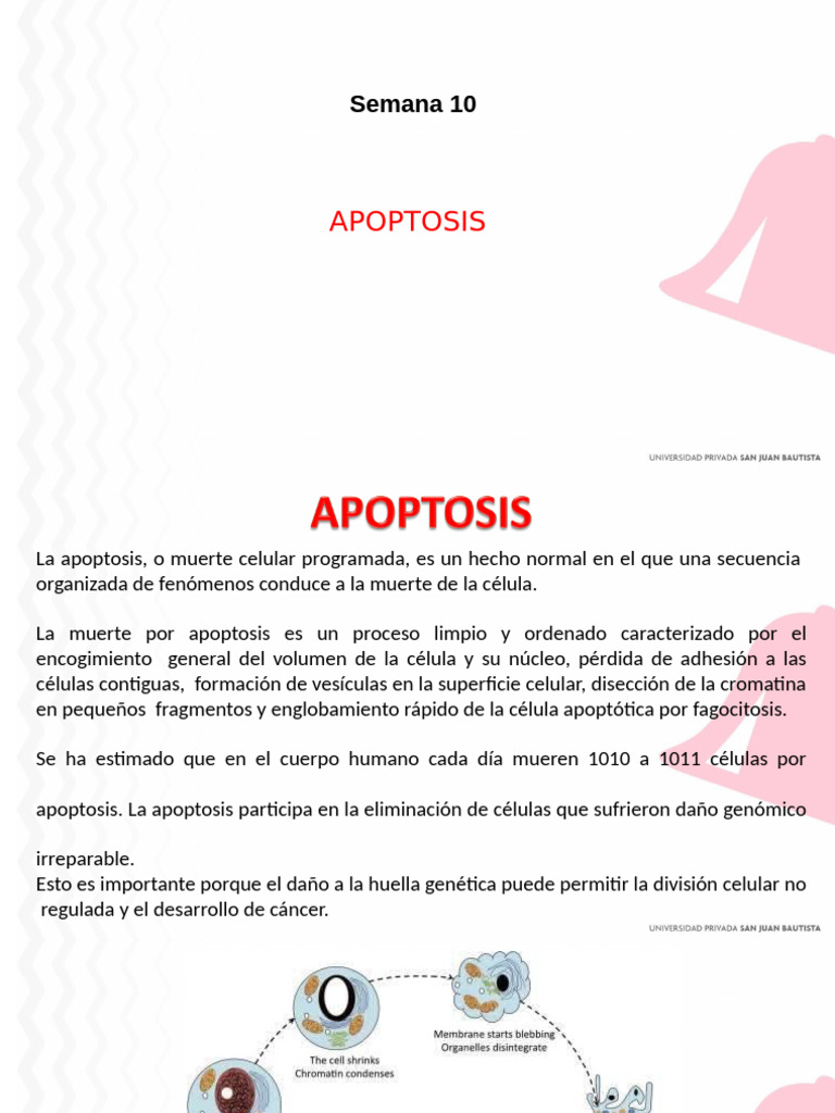 Semana 10 - Apoptosis | PDF | Bcl 2 | Apoptosis