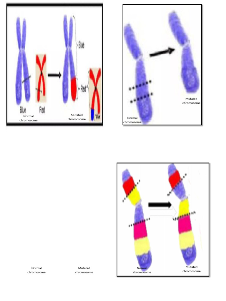 Chromosomal Mutation Activities | PDF