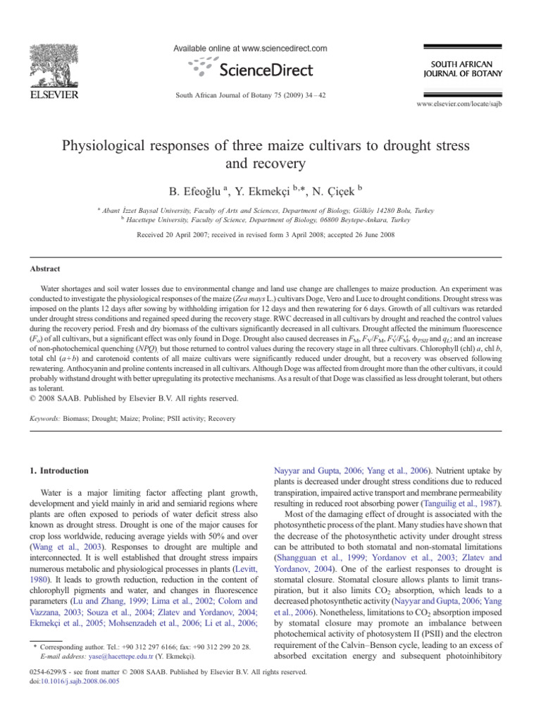 Maize Cultivars' Responses to Drought Stress | PDF | Photosynthesis ...