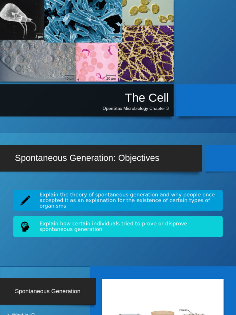 Chapter 3 the Cell | PDF | Cell (Biology) | Eukaryotes