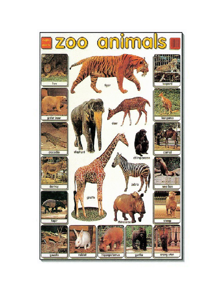 Animal | PDF