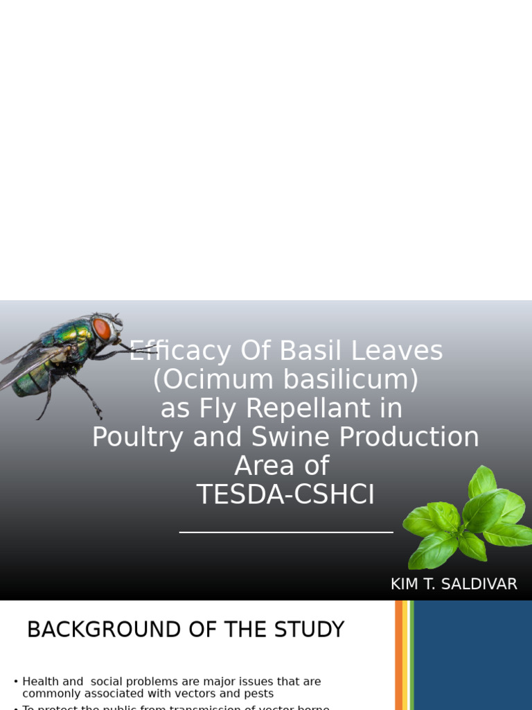 Efficacy of Basil Leaves (Ocimum Basilicum) | PDF | Basil | Fly