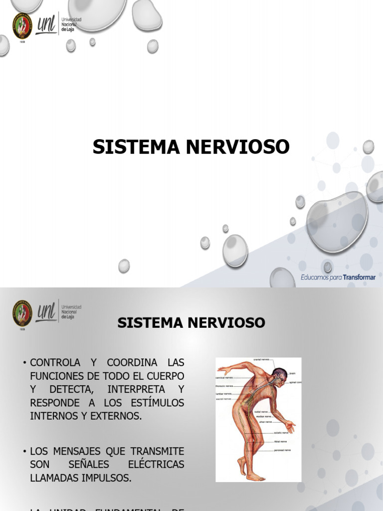 Funciones y Estructura del Sistema Nervioso | PDF | Cerebro | Neurona