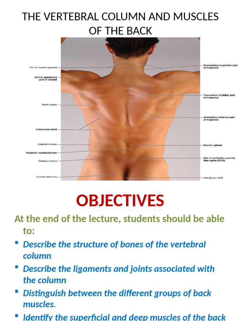 Spinal Column and Back Muscles Overview | PDF | Vertebral Column | Vertebra
