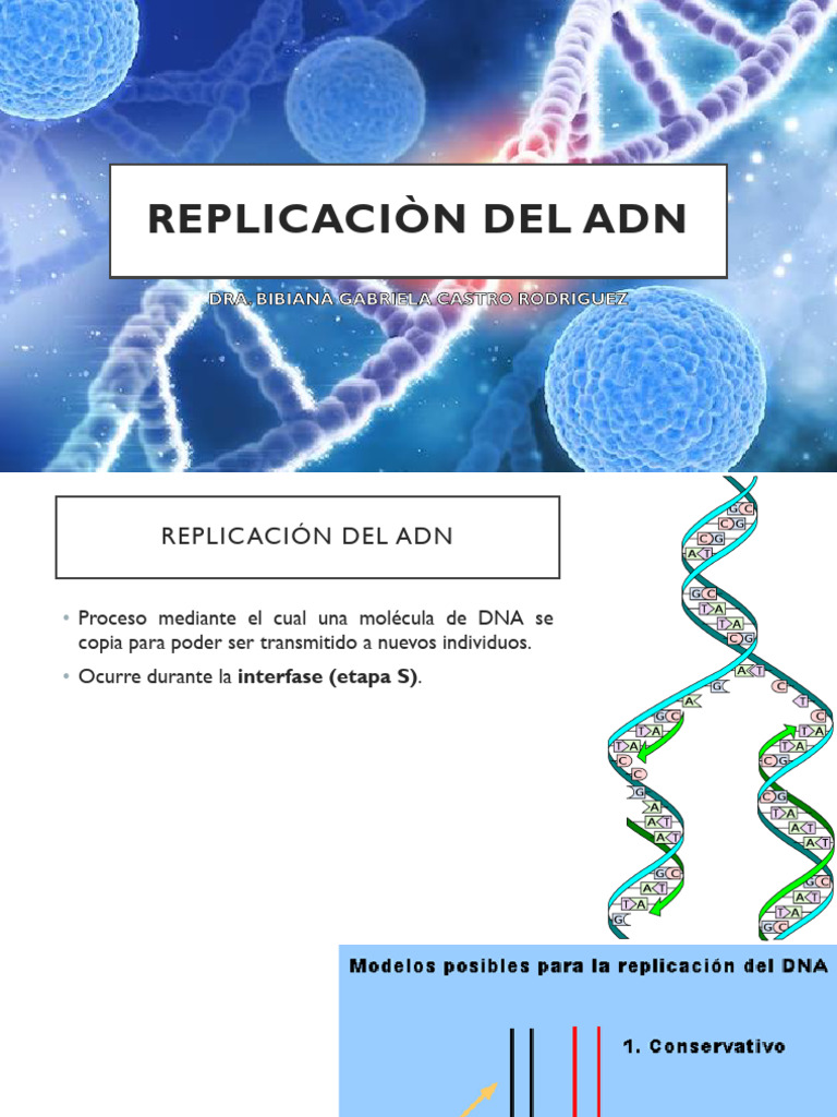 Proceso y Mecanismos de Replicación del ADN | PDF | Replicación De Adn ...