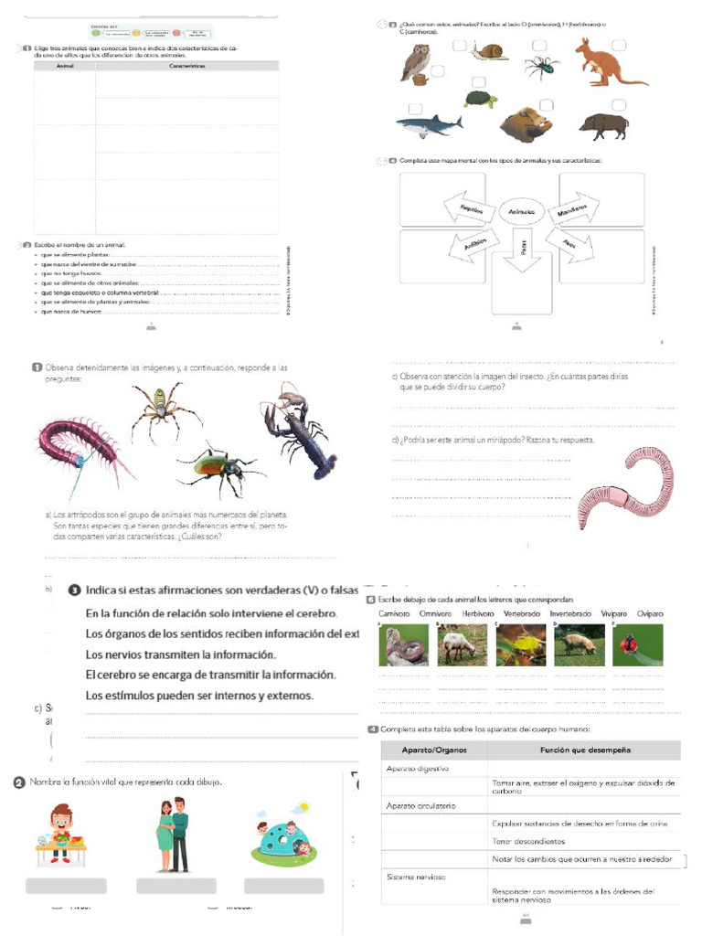 Tema 3 3º Primaria | PDF