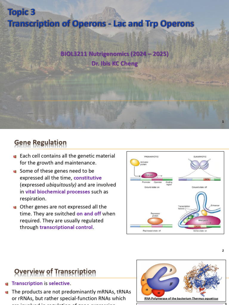 Lac Z Gene in E. coli Metabolism | PDF | Operon | Repressor