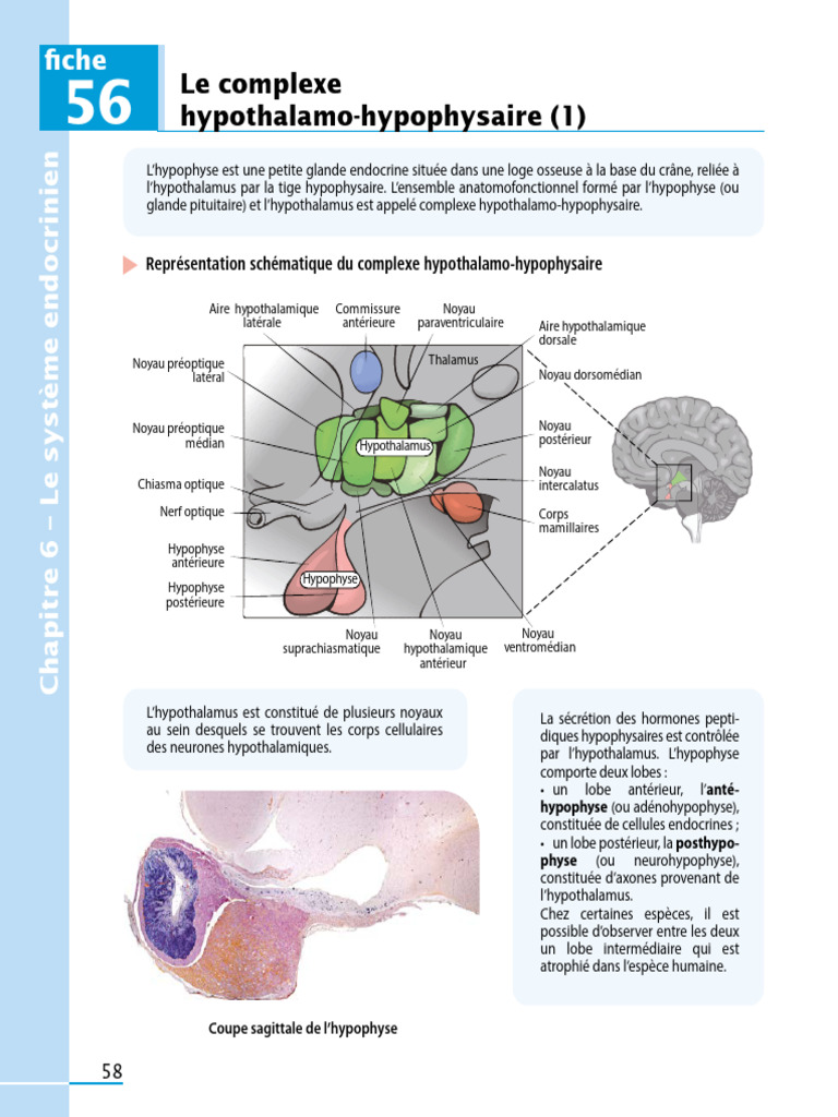 Complexe hypothalamo-hypophysaire | PDF | Hypophyse | Hypothalamus