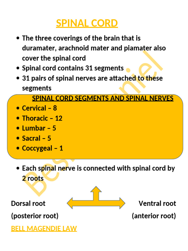 34besley - Daniel - Spinal Cord | PDF | Vertebral Column | Spinal Cord