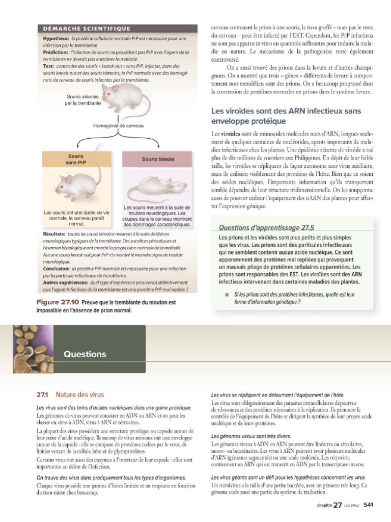 Chap5-LesVirus | PDF