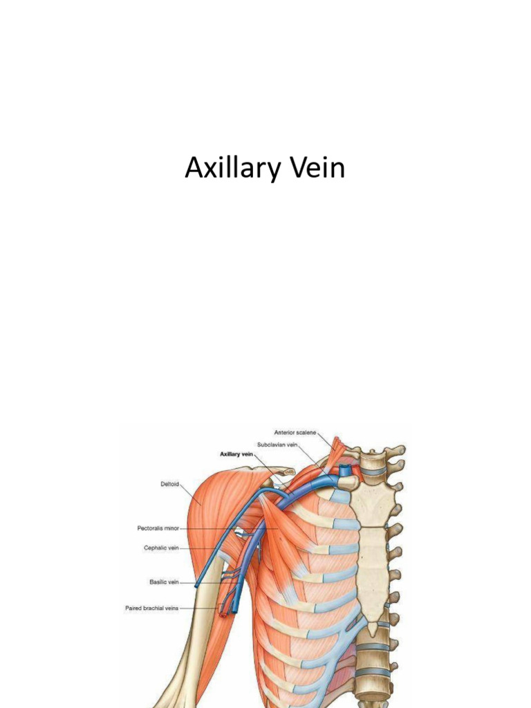 Axillary Vein Anatomy and Function | PDF
