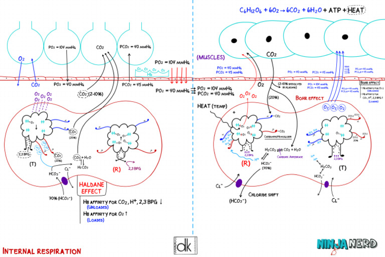 Internal Respiration Illustration Atf | PDF