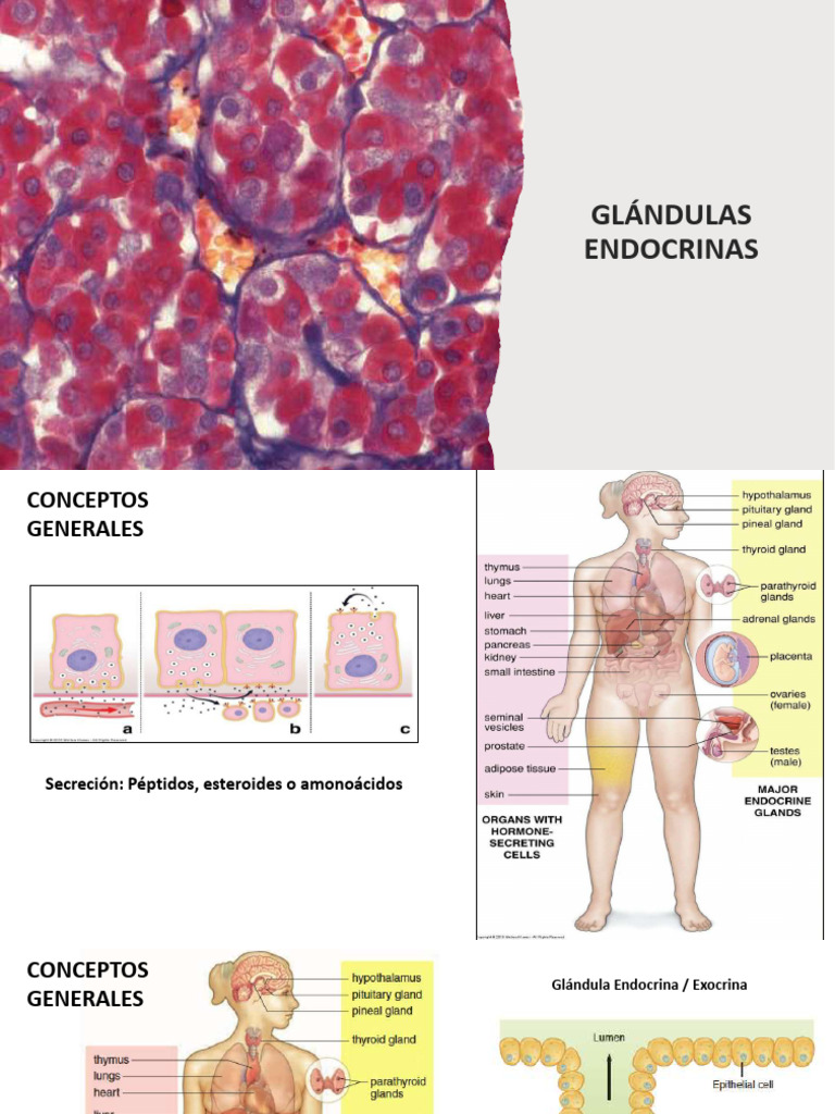 Glándulas Endocrinas y Hormonas Clave | PDF | Hormona | Sistema endocrino