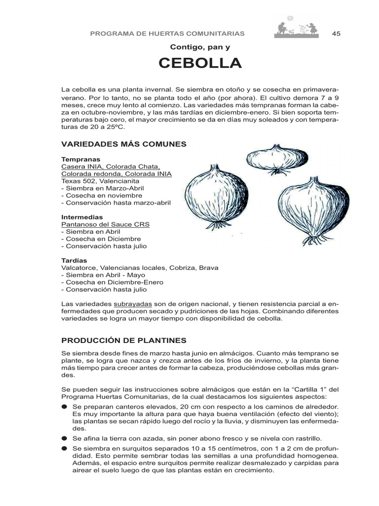 Cultivo de Cebolla: Guía Práctica | PDF | Cebolla | Suelo