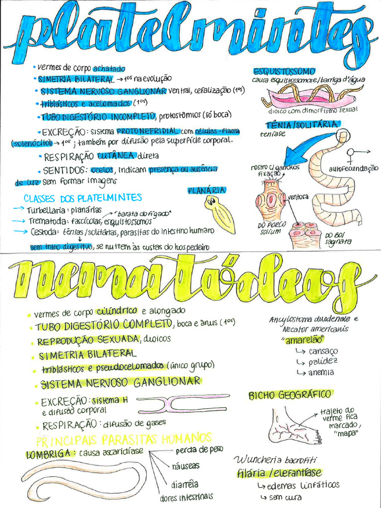 Platelmintos e Nematódeos - Zoologia - Biologia Resumos | PDF