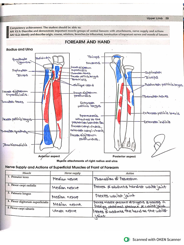 Anatomy Workbook (Upper Limb) | PDF