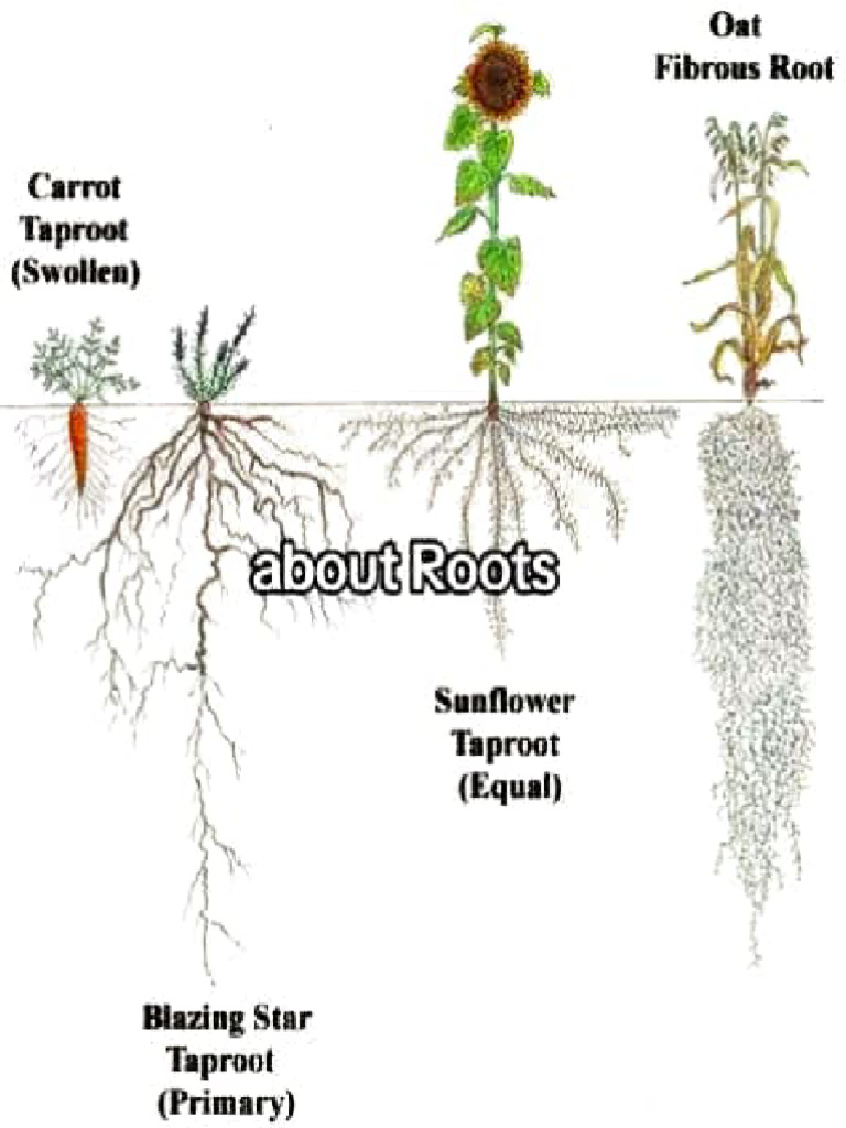 Types of Plant Roots Explained | PDF